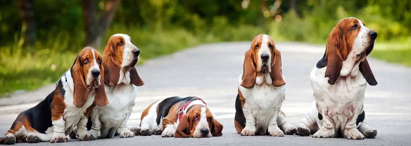 Cattle Feed Supplement manufacturers in India 